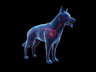 3d rendered anatomy illustration of the canine arteries