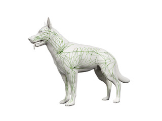 3d rendered anatomy illustration of the canine lymphatic system