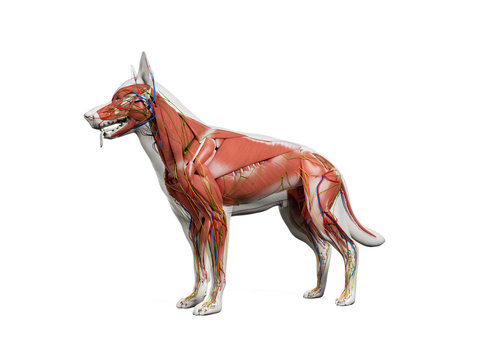 3d rendered anatomy illustration of the canine anatomy