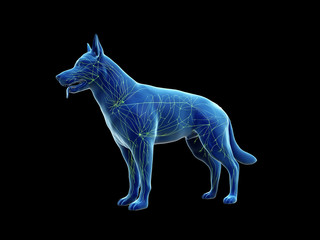 3d rendered anatomy illustration of the canine lymphatic system