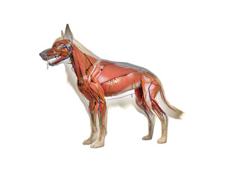 3d rendered anatomy illustration of the canine anatomy