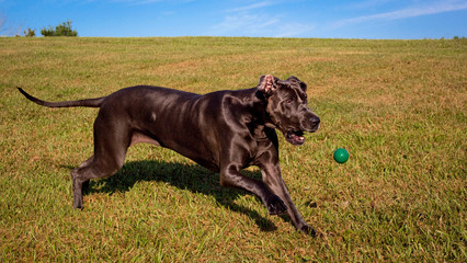 Sweet great Dane chasing after green ball in an open field
