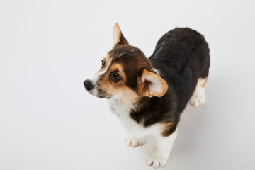 Naklejka na ściany i meble overhead view of cute welsh corgi puppy on white background