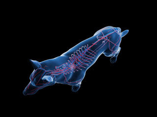 3d rendered anatomy illustration of the canine vascular system