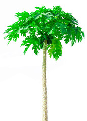 Thai papaya tree fully with papaya