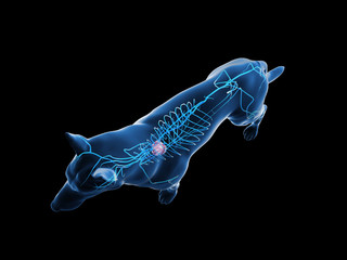 3d rendered anatomy illustration of the canine veins