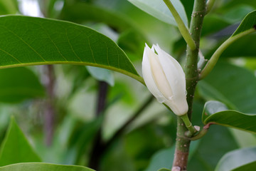 Fototapeta na wymiar Bud and blooming ,fragrant White Champak flower on tree with raindrop