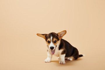 cute welsh corgi puppy showing tongue on beige background