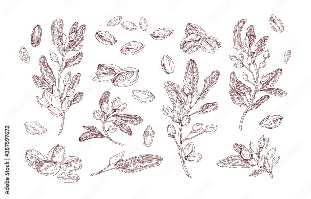 Poster pistachio plant hand drawn vector illustrations set. growing tree sprout sketch. tree branches with 