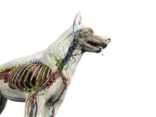 Obraz na płótnie Canvas 3d rendered anatomy illustration of the canine anatomy