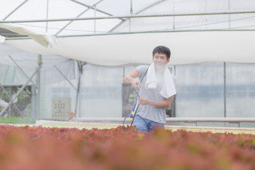 Farmer sprying fertilizer to green vegetable hydroponic in the farm.