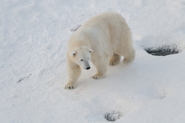 Obraz na płótnie Canvas Beautiful polar bear walking on snow