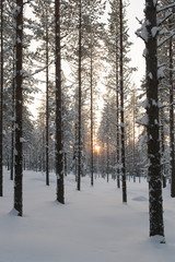 Fototapeta premium Beautiful pine-tree forest in winter with snow