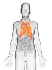 3d rendered anatomy illustration of an elderly mans lung