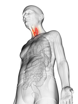 3d rendered anatomy illustration of an elderly mans thyroid