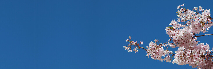 Prunus en fleurs au printemps