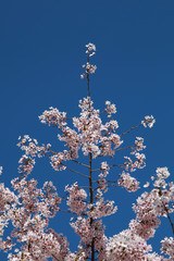 Prunus en fleurs au printemps