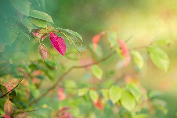 Beginning of autumn. The first yellow and red leaves on a tree. Sunny day.