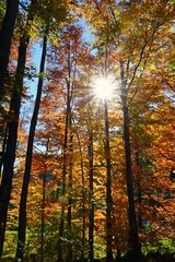 Orange Farbe der Baumblätter im Herbst und die Sonne scheint.