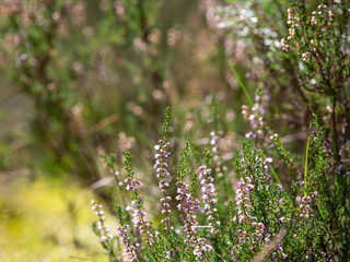 Heather bushes in the forest. Sunny day. Blooming forest flowers.