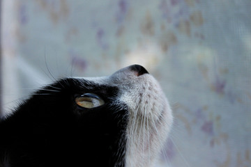 Cropped shot of  tuxedo cat. Black cat, close up. Animals, Pets concept.