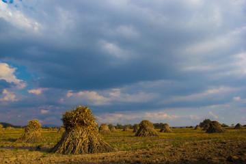 caña de azúcar