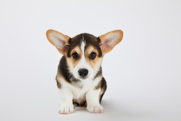 cute welsh corgi puppy looking at camera on white