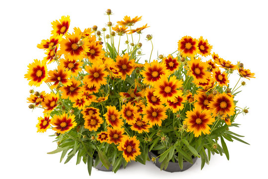 M&auml;dchenauge (Coreopsis grandiflora)