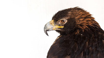 close-up portrait of a golden eagle against a white background