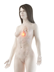 Naklejka premium 3d rendered medically accurate illustration of a womans heart cancer