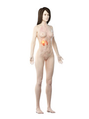 Naklejka premium 3d rendered medically accurate illustration of a womans kidneys cancer