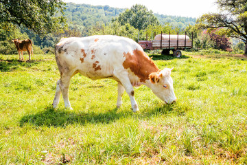Kuhe grassen auf einer Wiese in einem Biohof 