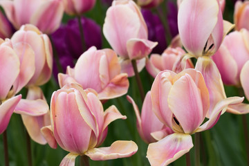 Fototapeta na wymiar flowerbed with pink tulips in the park