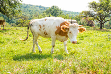Kuhe grassen auf einer Wiese in einem Biohof 