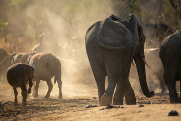 Fototapeta na wymiar A breeding herd of elephant in the dry dusty conditions at the end of the dry season