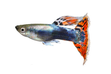 Guppy fish aquarium fish Poecilia reticulata colorful rainbow tropical 