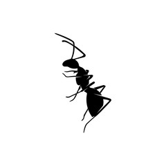 Ant Vector Design Logo. Ant Illustration With Various Shapes and Different movements