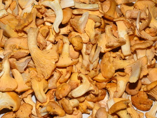 Closeup on freshly picked chanterelles