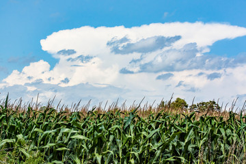 A cornfield with a thunderhead in the background.