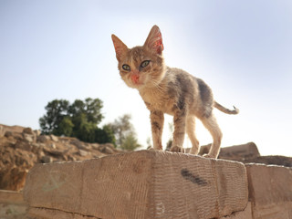 Eine magere Katze auf einer Mauer in Ägypten, Sonne und Himmel im Hintergrund