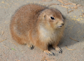 portrait of a prairie dog