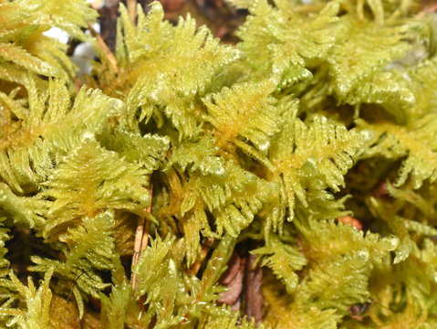 Knights plume moss Ptilium crista-castrensis