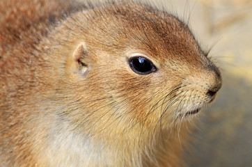 portrait of a prairie dog