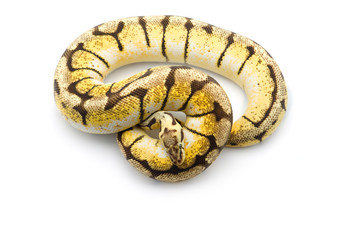 The royal python isolated on white background