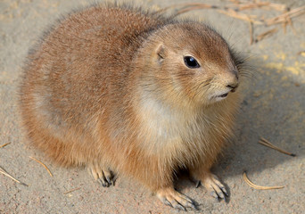 portrait of prairie dog