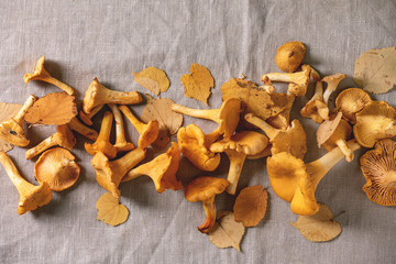 Forest chanterelle mushrooms