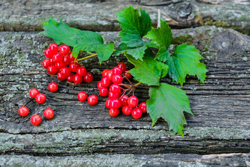 A sprig of natural red ripe viburnum berry, with green leaves, on a background of old boards with moss. Close-up.