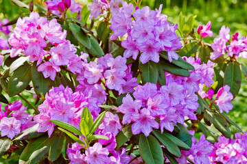 Bush pink rhododendron in the garden closeup