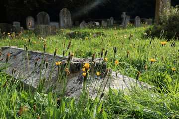 Small yellow flowers grow in old graveyard.