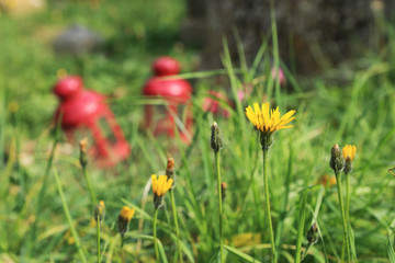 Yellow flowers with blurred background of red lantern on the ground as garden decorate.